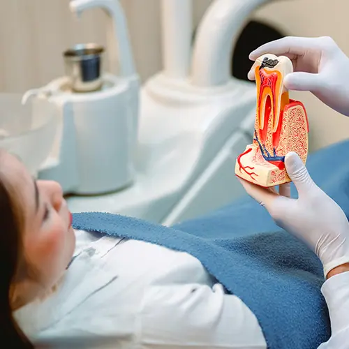 hands holding tooth anatomy model in front of patient