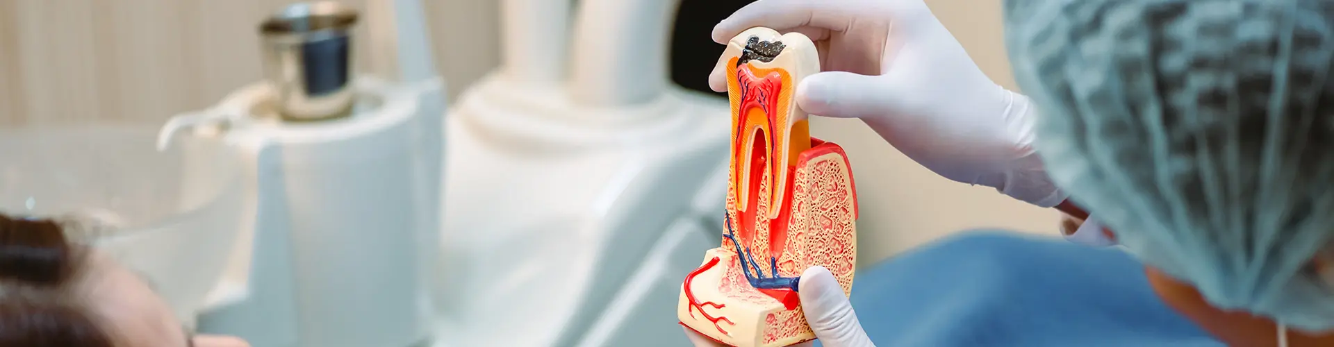 hands holding tooth anatomy model in front of patient